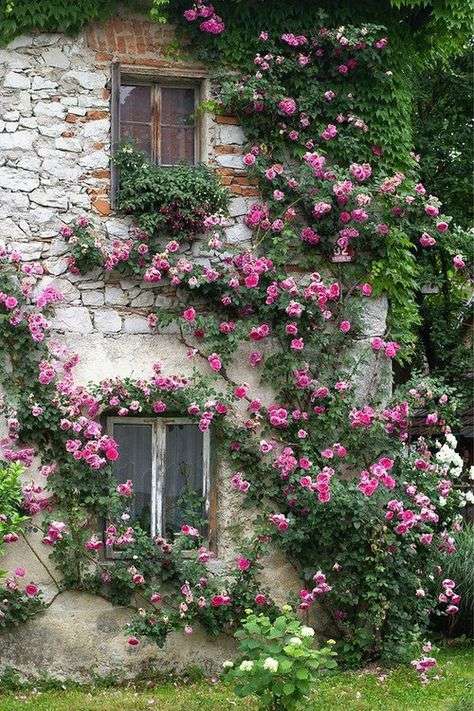 Front domu z różowymi wąsami puzzle online