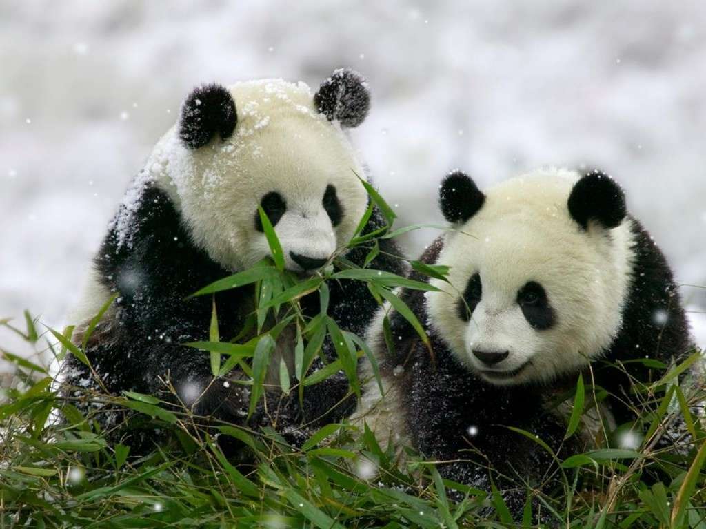 pandy na śniegu puzzle online
