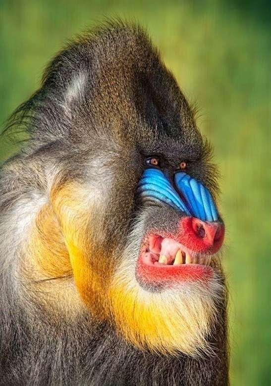 MANDRILL BABOON .............. puzzle online