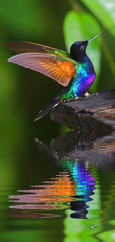 KISS-FLOWER (HUMMINGBIRD) ... puzzle online