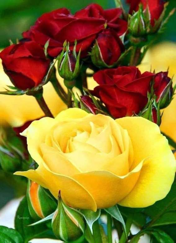 czerwone i żółte róże puzzle online