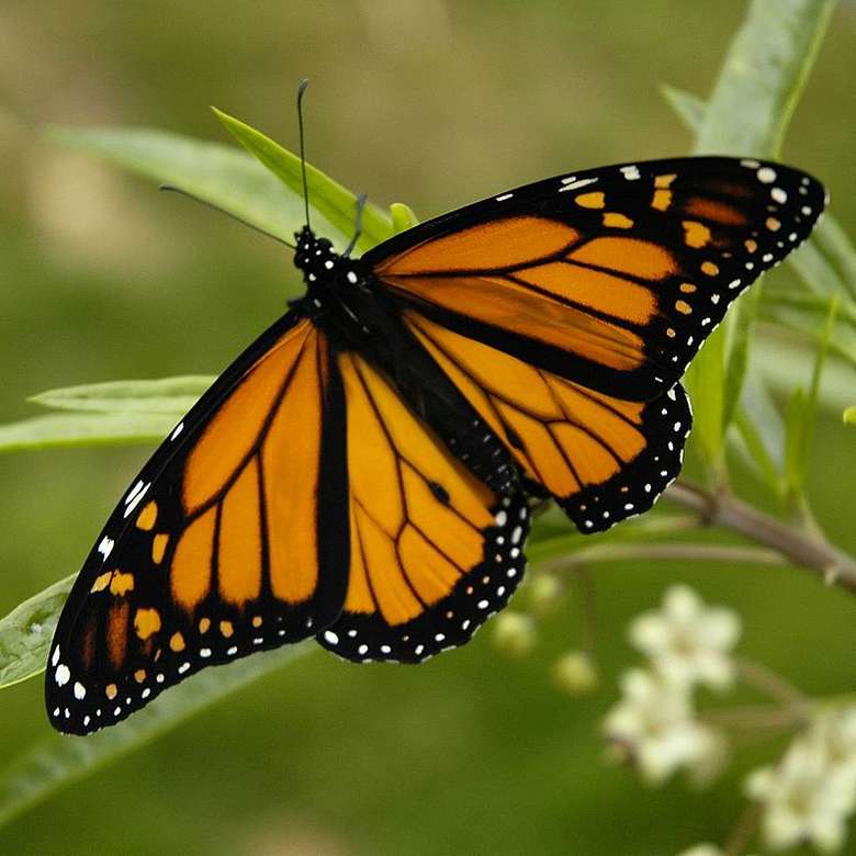 Monarch Butterfly puzzle online