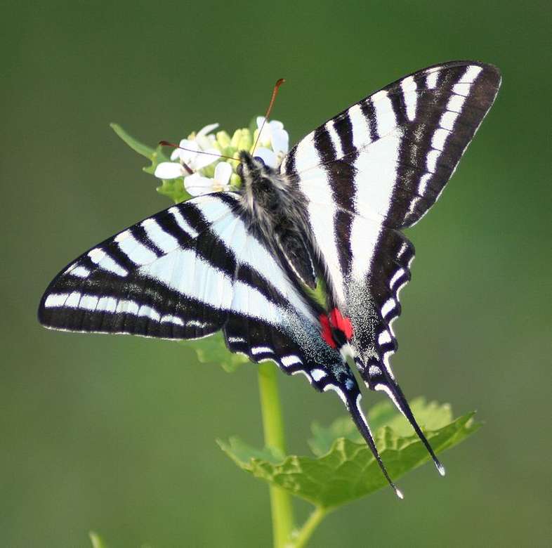 Zebra Swallowtail Butterfly puzzle online