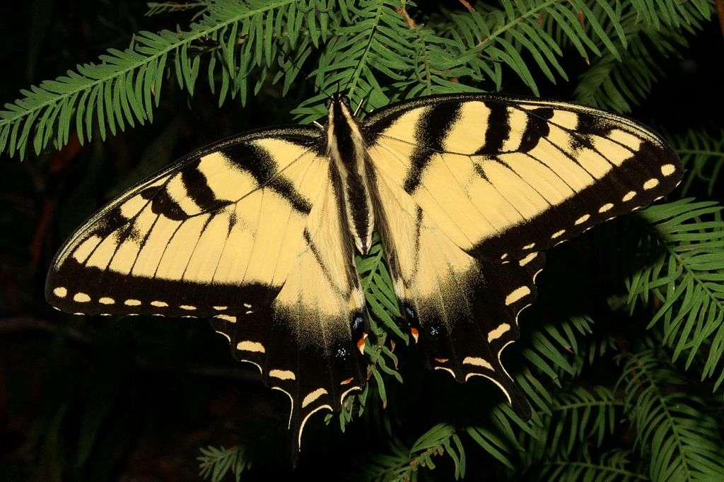 Eastern tiger swallowtail. puzzle online