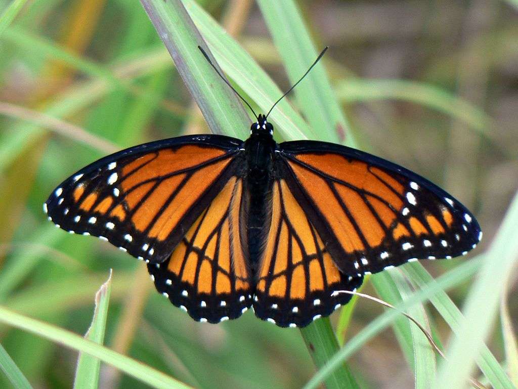 Viceroy butterfly. puzzle online