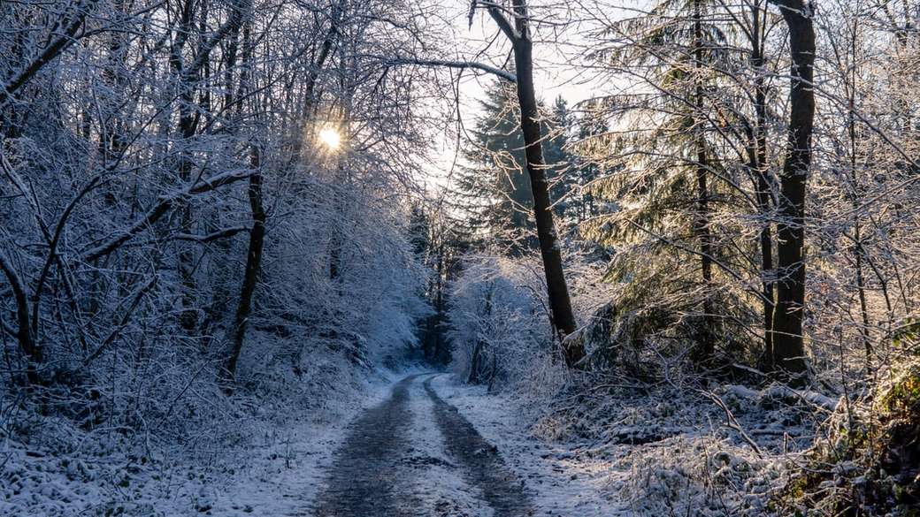 pokryty śniegiem chodnik obok bezlistnych drzew puzzle online