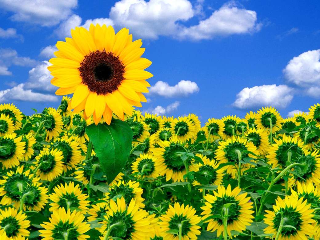 Kwiaty słoneczne puzzle online