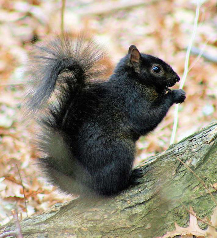 Czarny wiewiórka - Black squirrel puzzle online