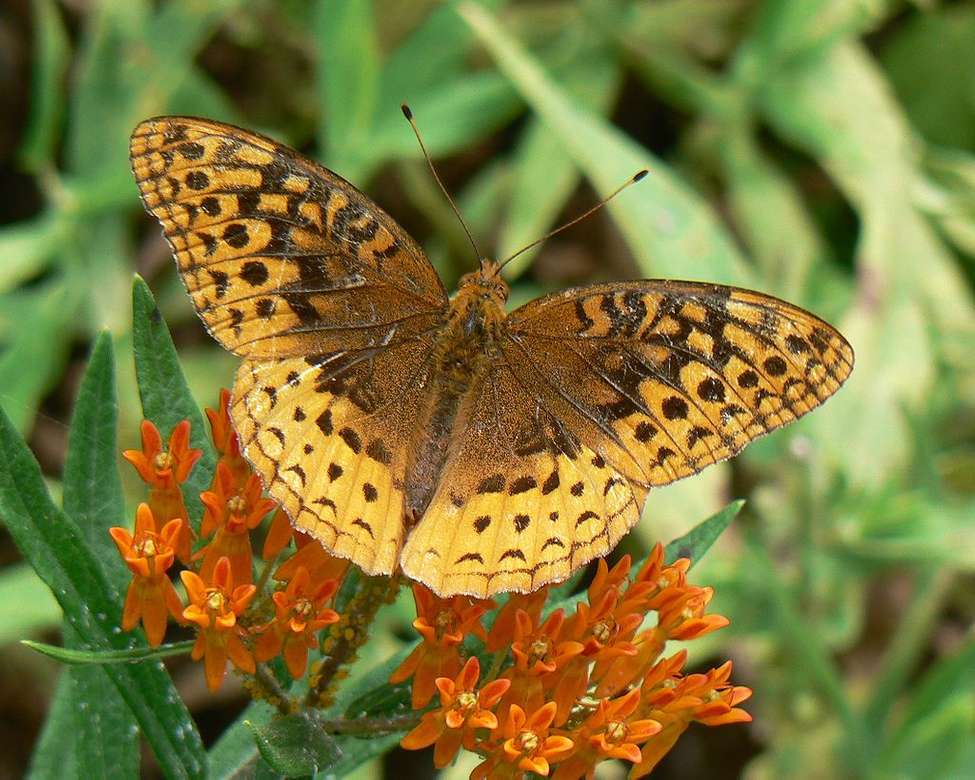 Great spangled fritillary. puzzle online