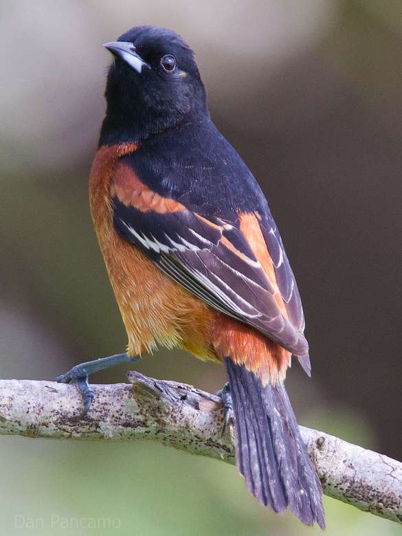 Orchard oriole. puzzle online
