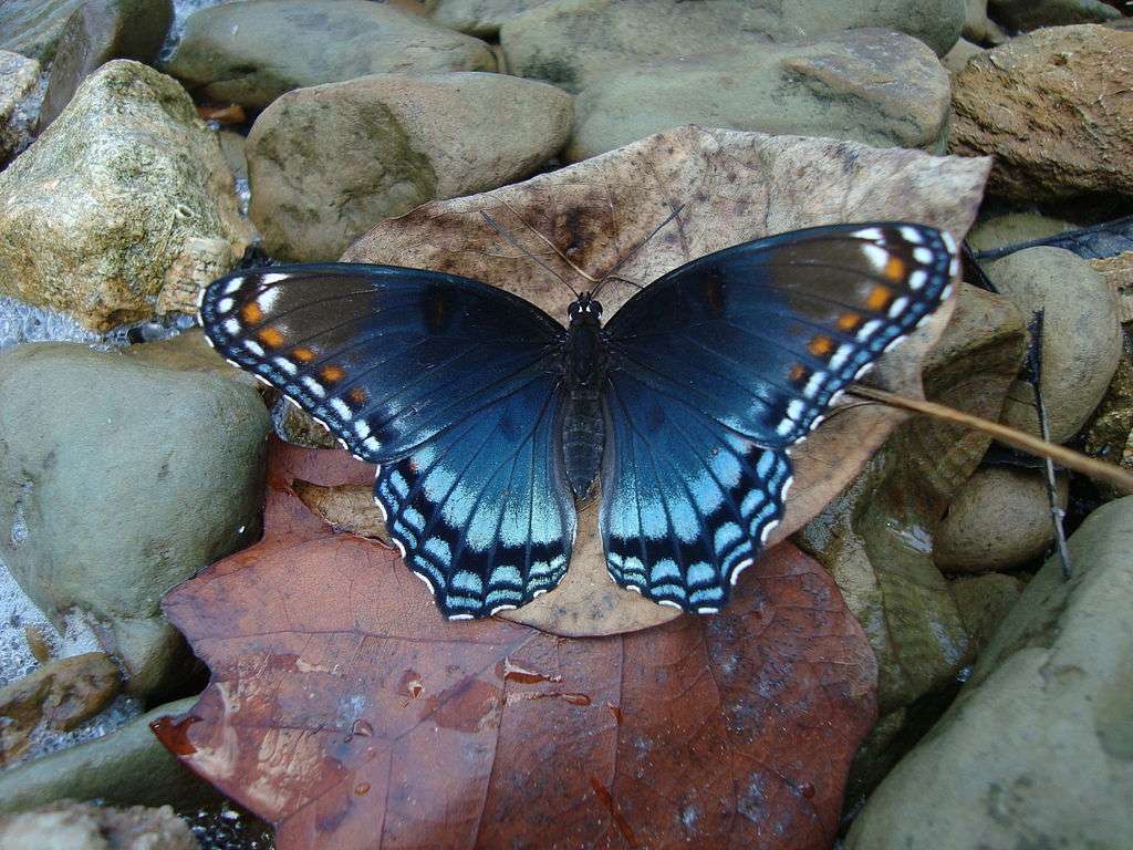 Red-Spotted Purple. puzzle online