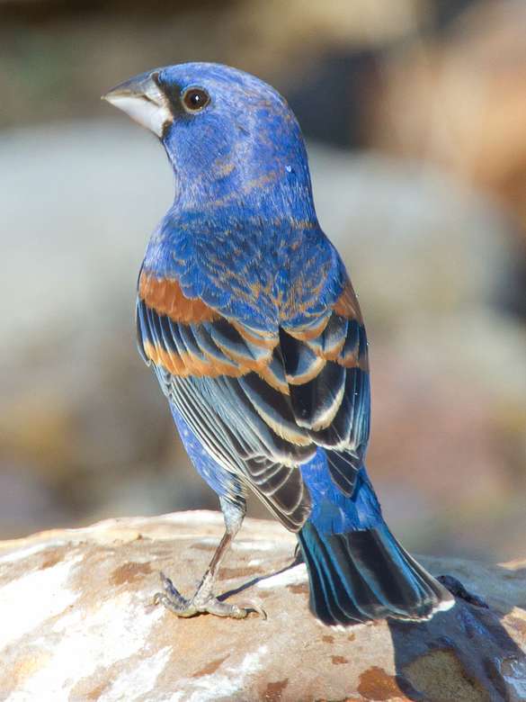 Blue Grosbeak puzzle online