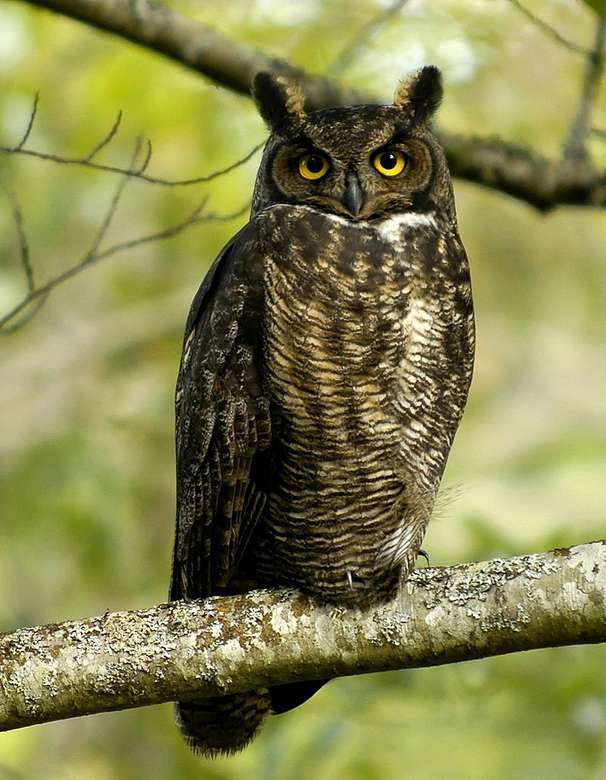 Great horned owl - Puchacz wirginijski. puzzle online