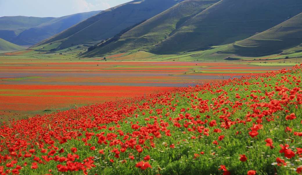 Castelleluccio Kolorowe pola kwiatów Umbria Włochy puzzle online