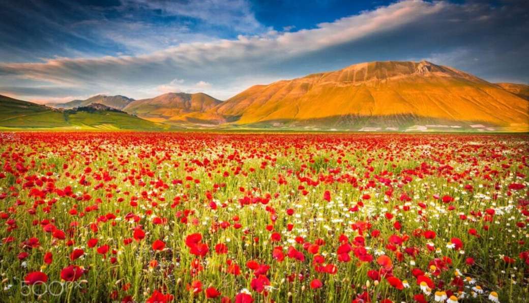 Castelluccio Kolorowe pola kwiatów Umbria Włochy puzzle online