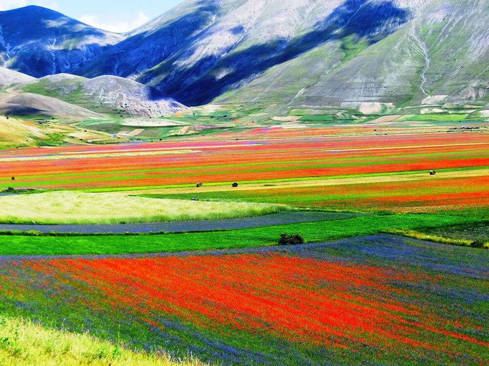 Castelluccio Kolorowe pola kwiatów Umbria Włochy puzzle online