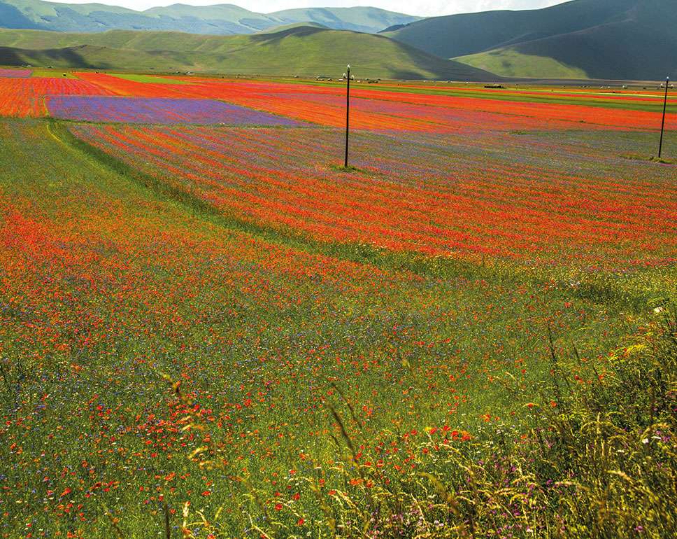 Castelluccio coloridos campos de flores Umbría Italia - Puzzle Factory