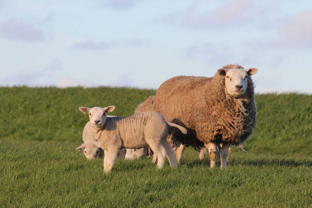trzy brązowe owce na pastwiskach puzzle online