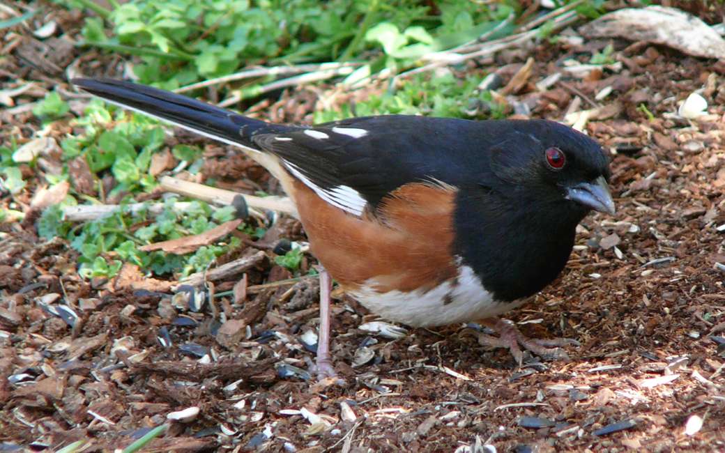 EASTERN TOWHEE - Pipil rudoboczny. puzzle online
