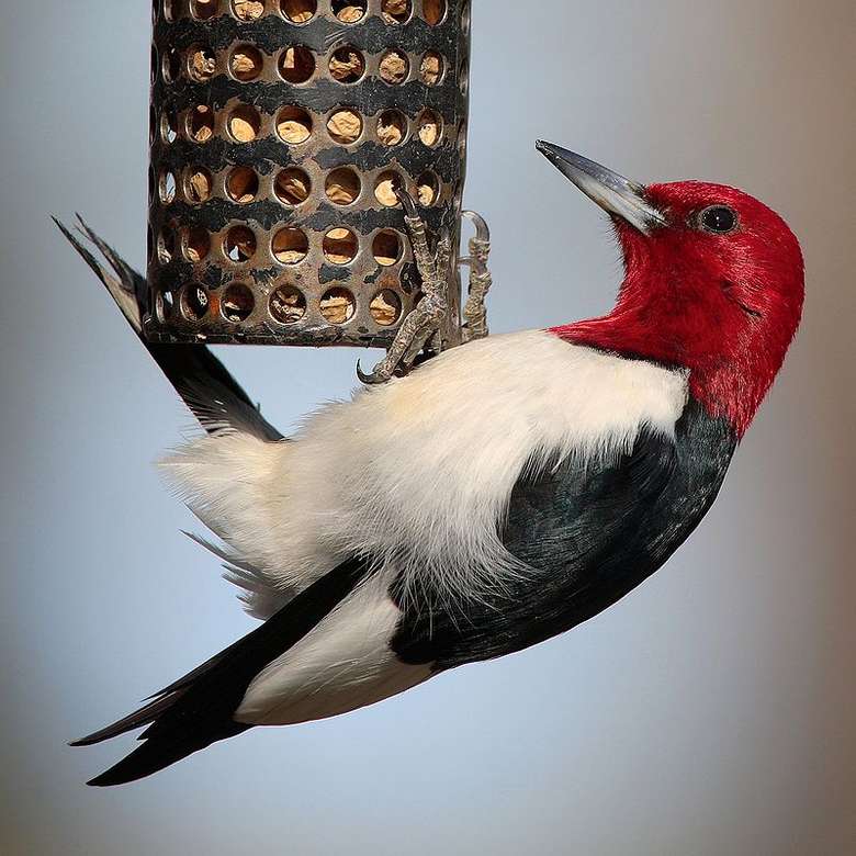 Red-Headed Woodpecker - Dzięciur krasnogłowy. puzzle online