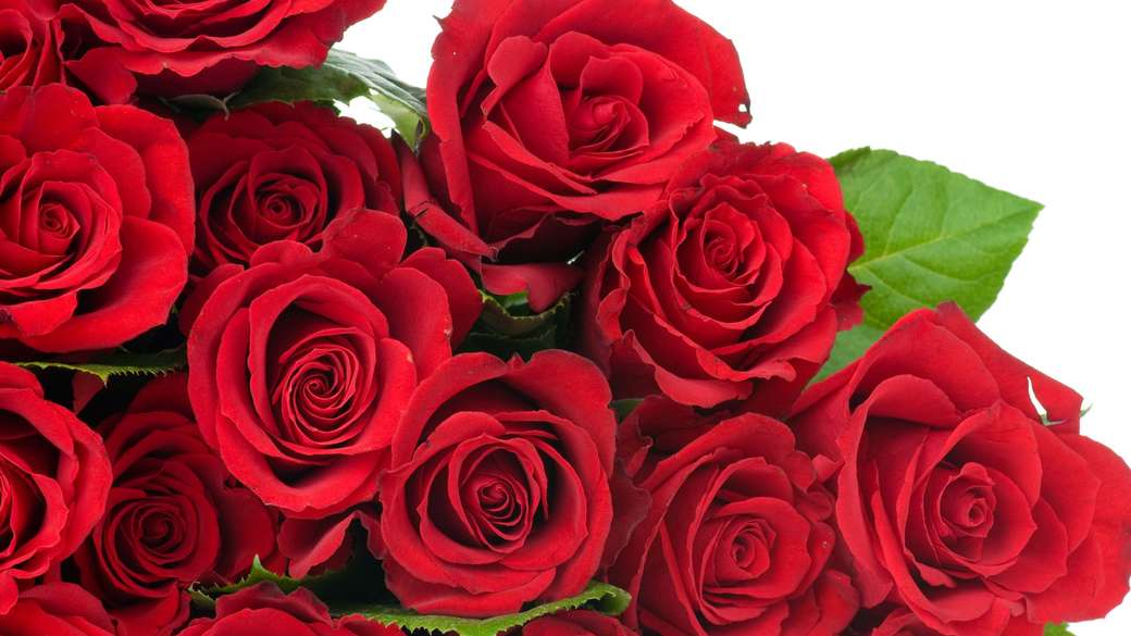 wiele czerwonych róż puzzle online