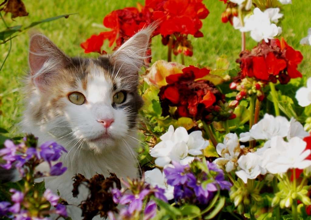 Piękny kot puzzle online