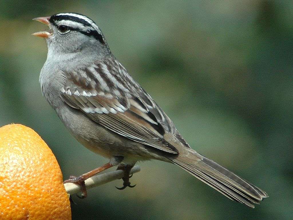 White-crowned Sparrow - Pasówka białobrewa. puzzle online