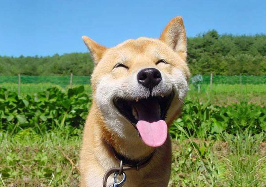 Uśmiechnięty pies puzzle online