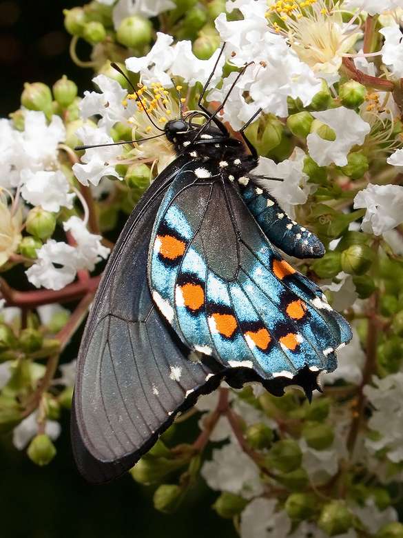 Pipevine Swallowtail…ze złożonymi skrzydełkami. puzzle online