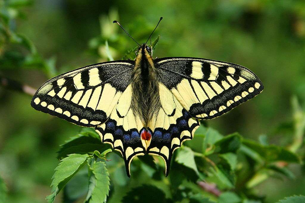 Papilio machaon - Paź królowej. puzzle online