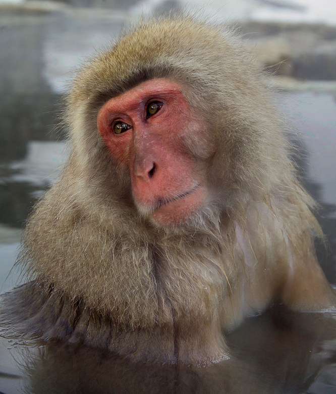 Japanese macaque - Makak japoński. puzzle online