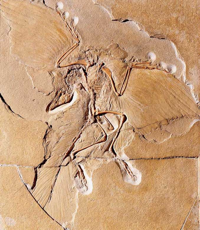 Archeopteryx puzzle online