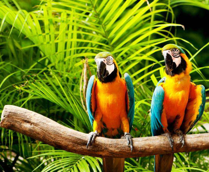 Papugi na drzewie puzzle online