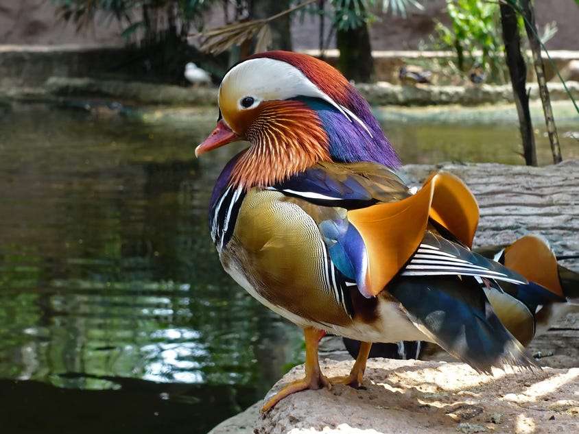 Kolorowy ptak nad wodą puzzle online