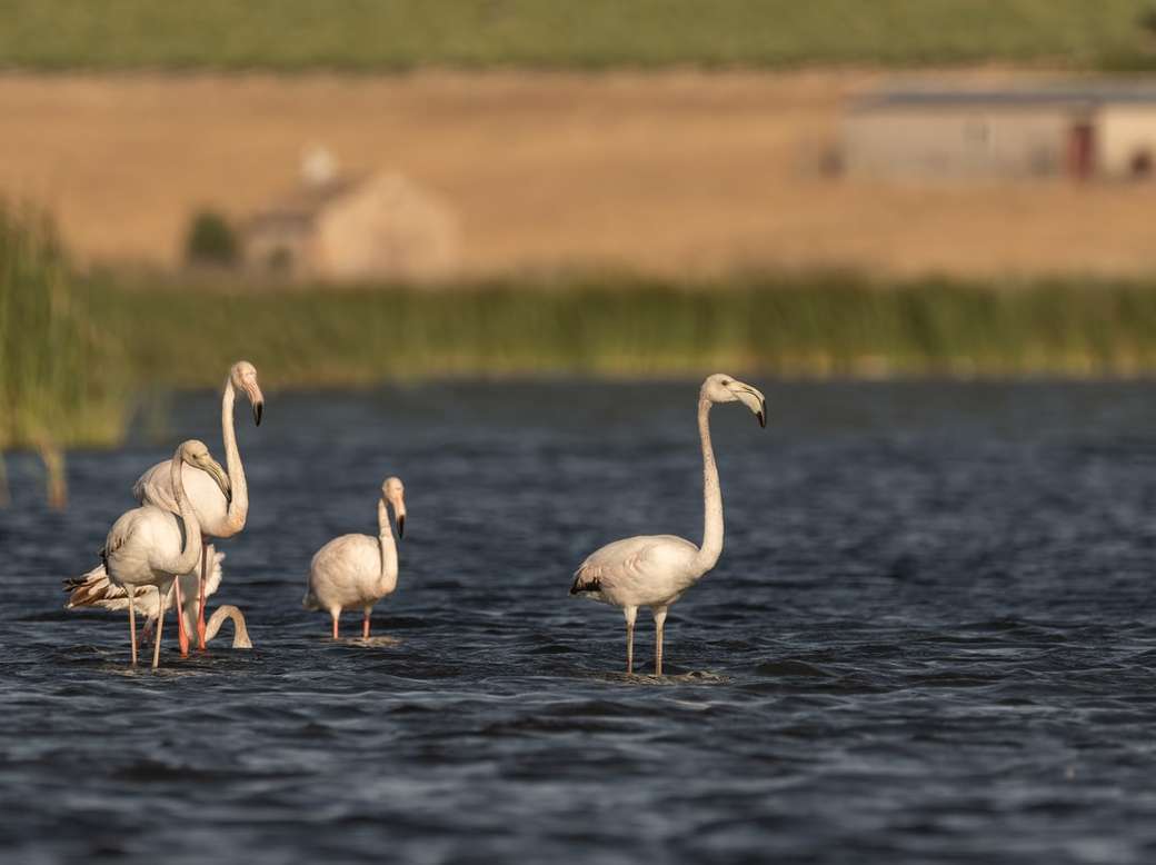 Flamingi w Hiszpanii puzzle online