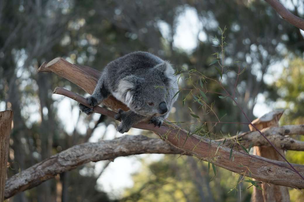 szara koala na brązowym drzewie puzzle online