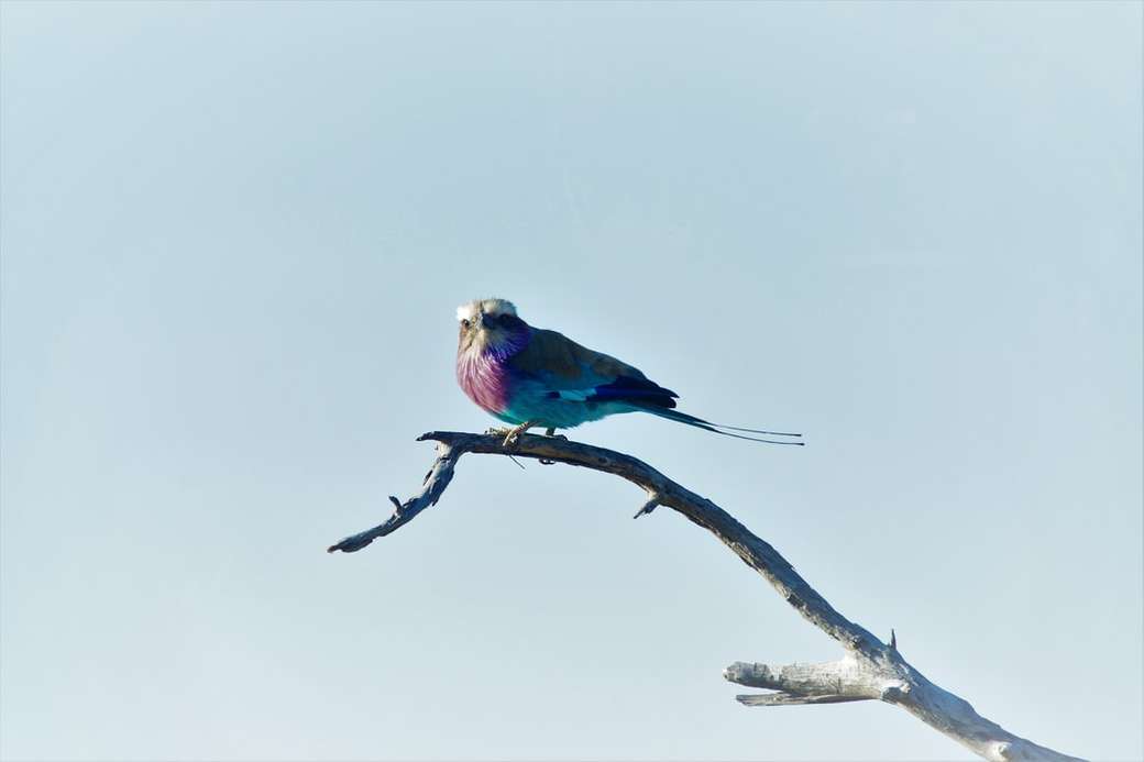 różowy i niebieski ptak przysiadł na gałązce puzzle online