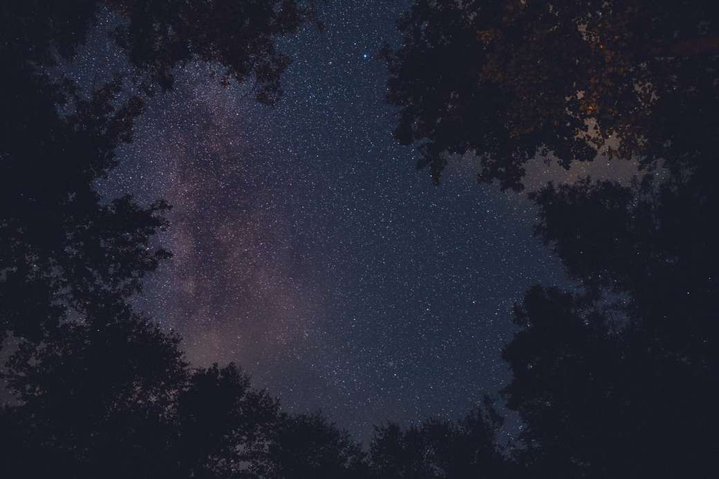 drzewa oglądające gwiazdy nocą puzzle online