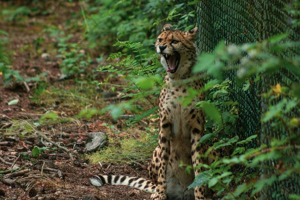 gepard leżący na ziemi w ciągu dnia puzzle online