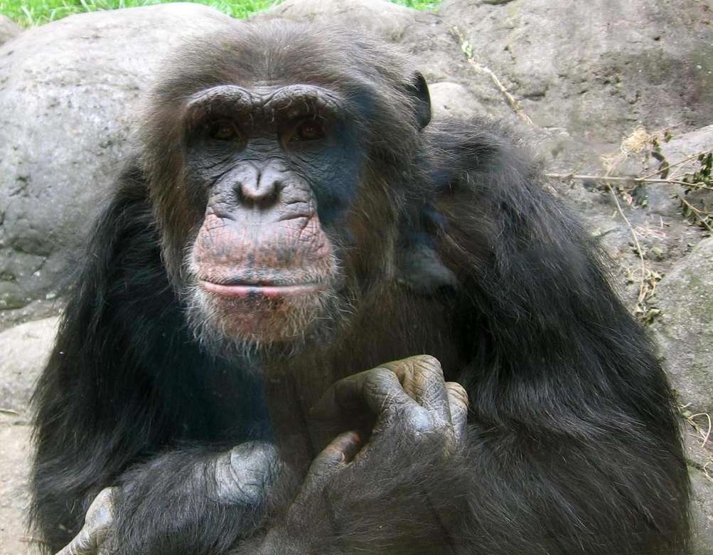Szympans zwyczajny puzzle online