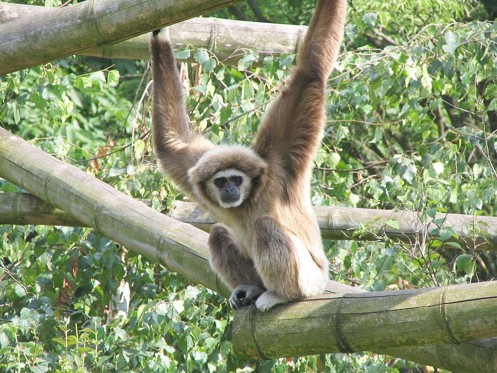 Gibbon białoręki puzzle online