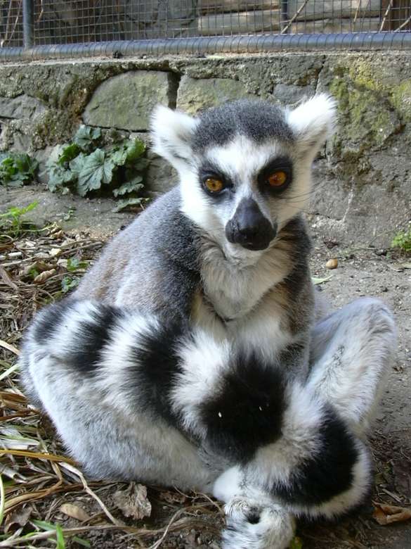 Lemur katta puzzle online