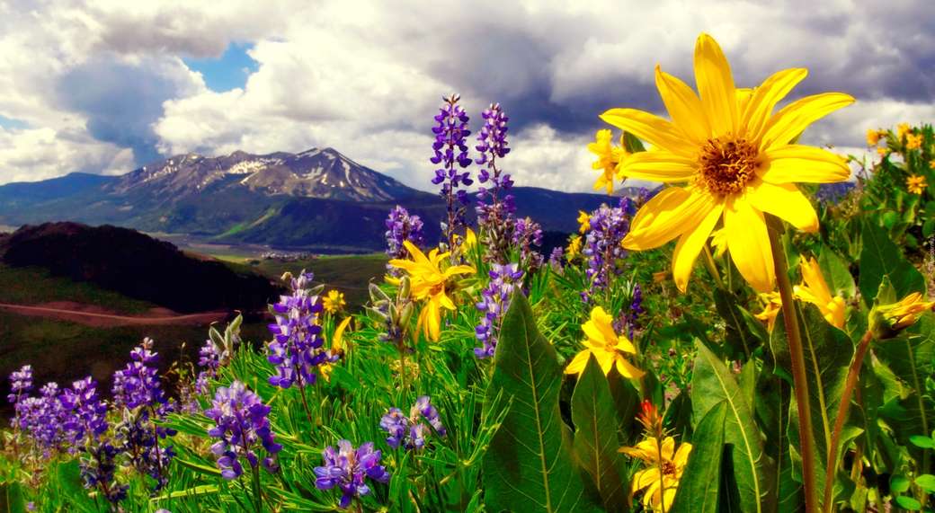 Polne kwiaty w górach puzzle online