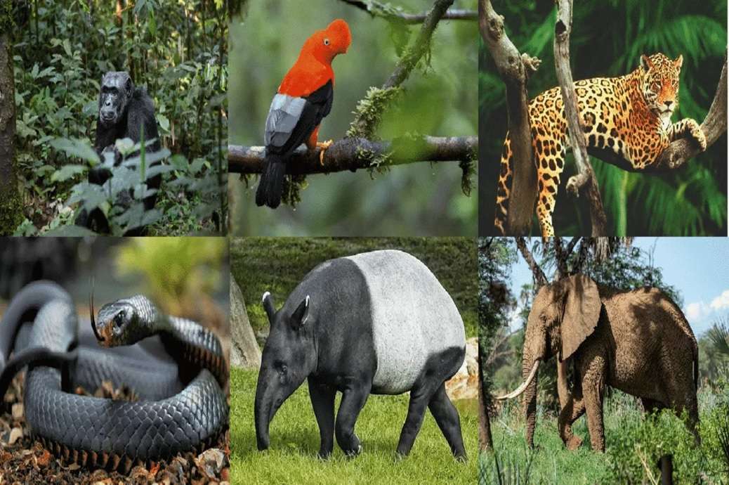 Puzzle dzikich zwierząt puzzle online