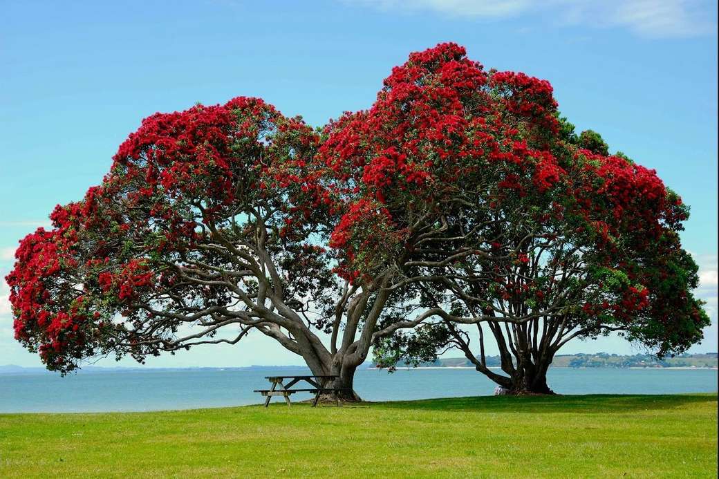 Nad jeziorem czerwono-kwitnące drzewa puzzle online