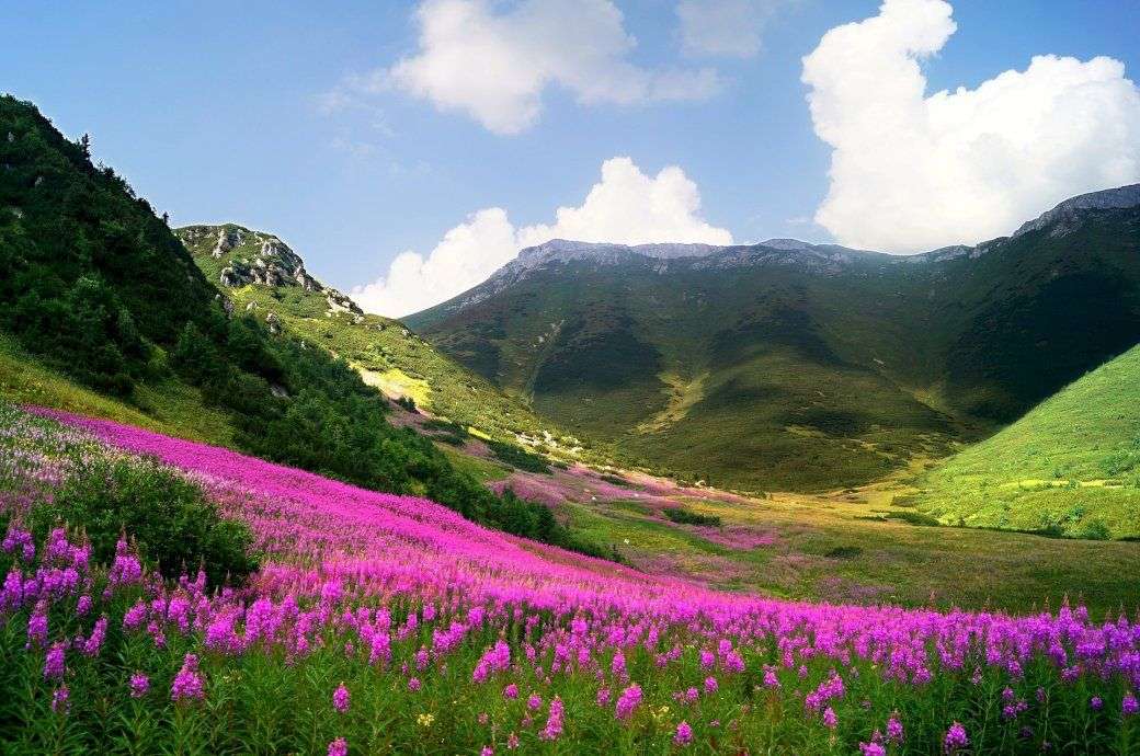 Góry,  łąka w kwiatach puzzle online