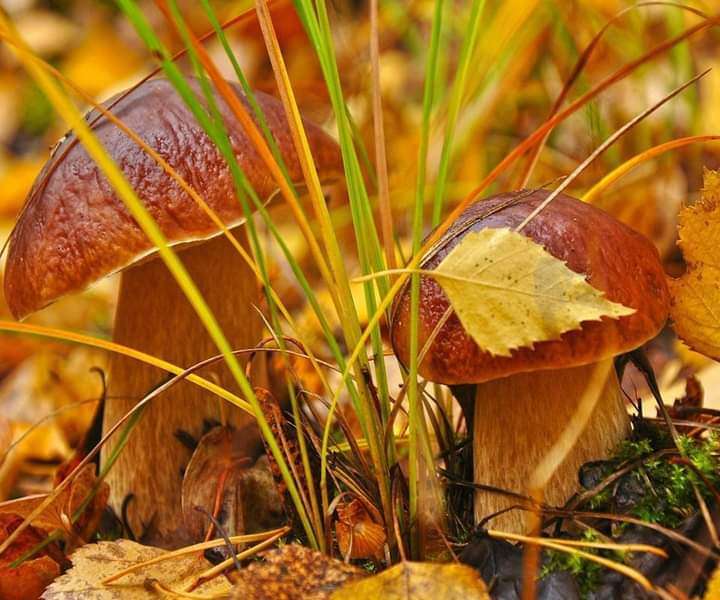 Grzyby jesienią piękne w lesie puzzle online