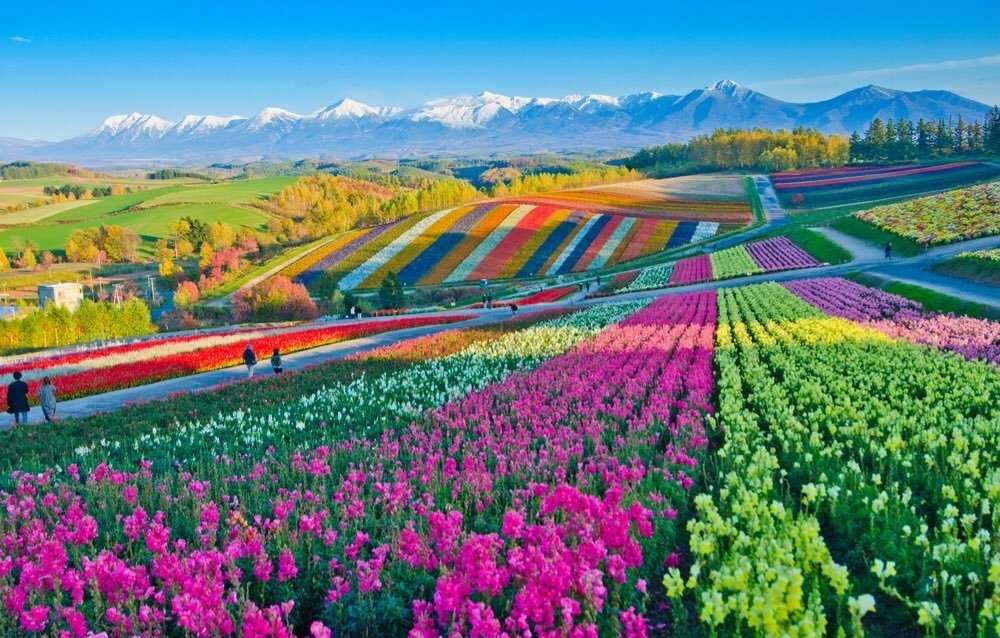 Fattoria dei fiori a Hokkaido puzzle