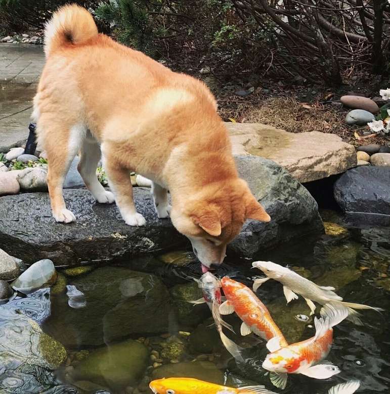 Ryba dla psa puzzle online