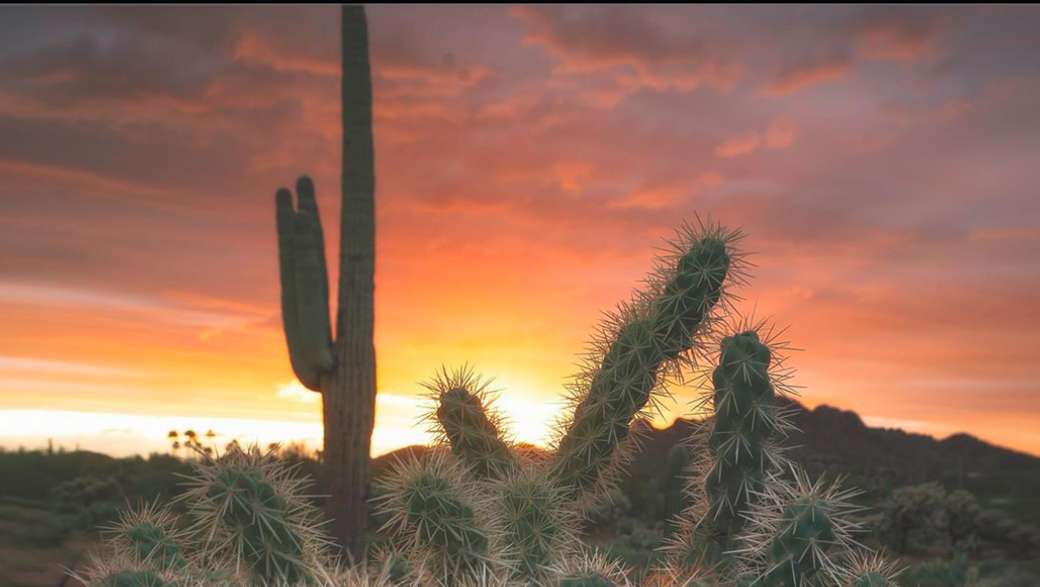 Pustynny kaktus puzzle online